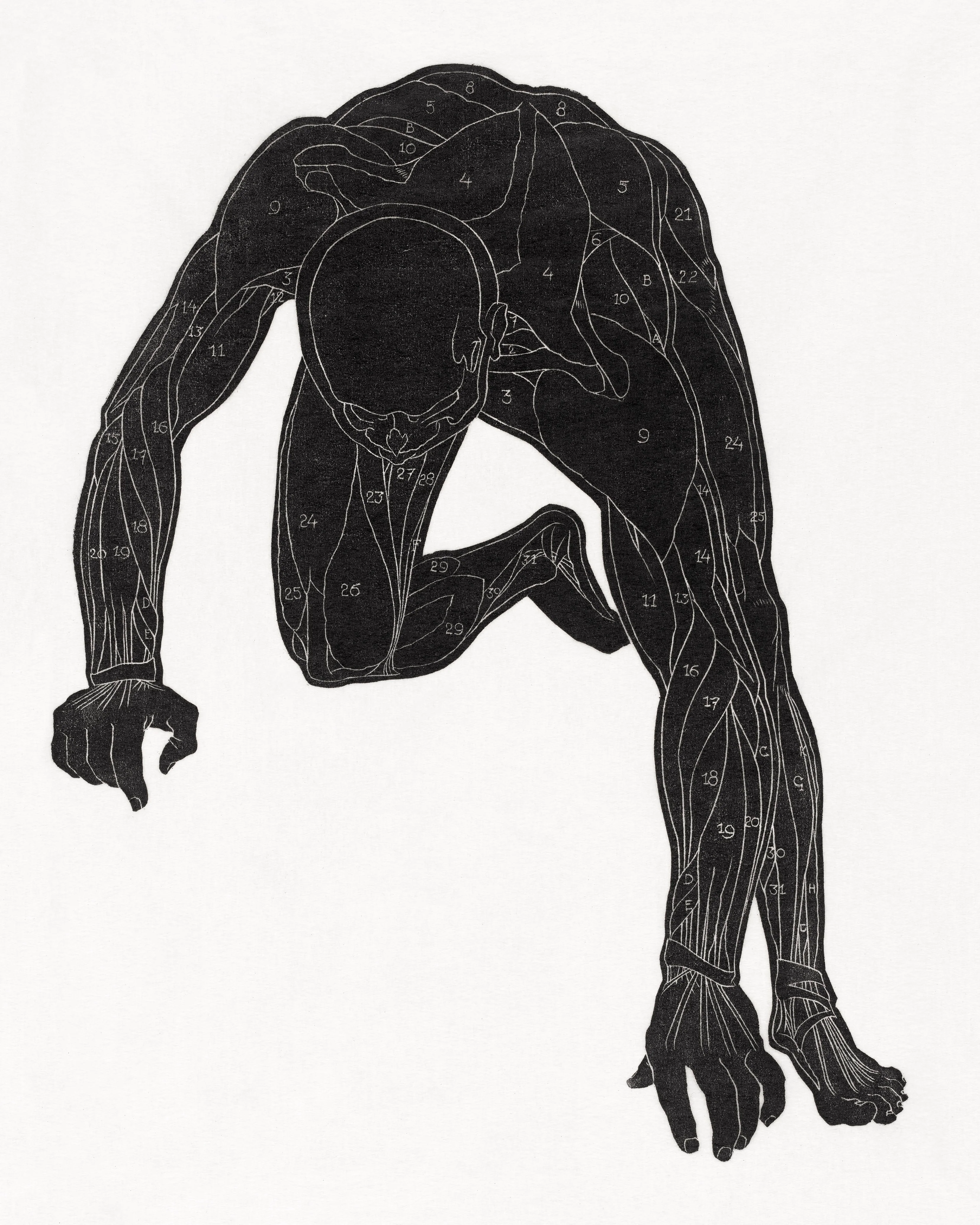 Anatomical study of a man's neck, arm and leg muscles (1906–1945) by Reijer Stolk