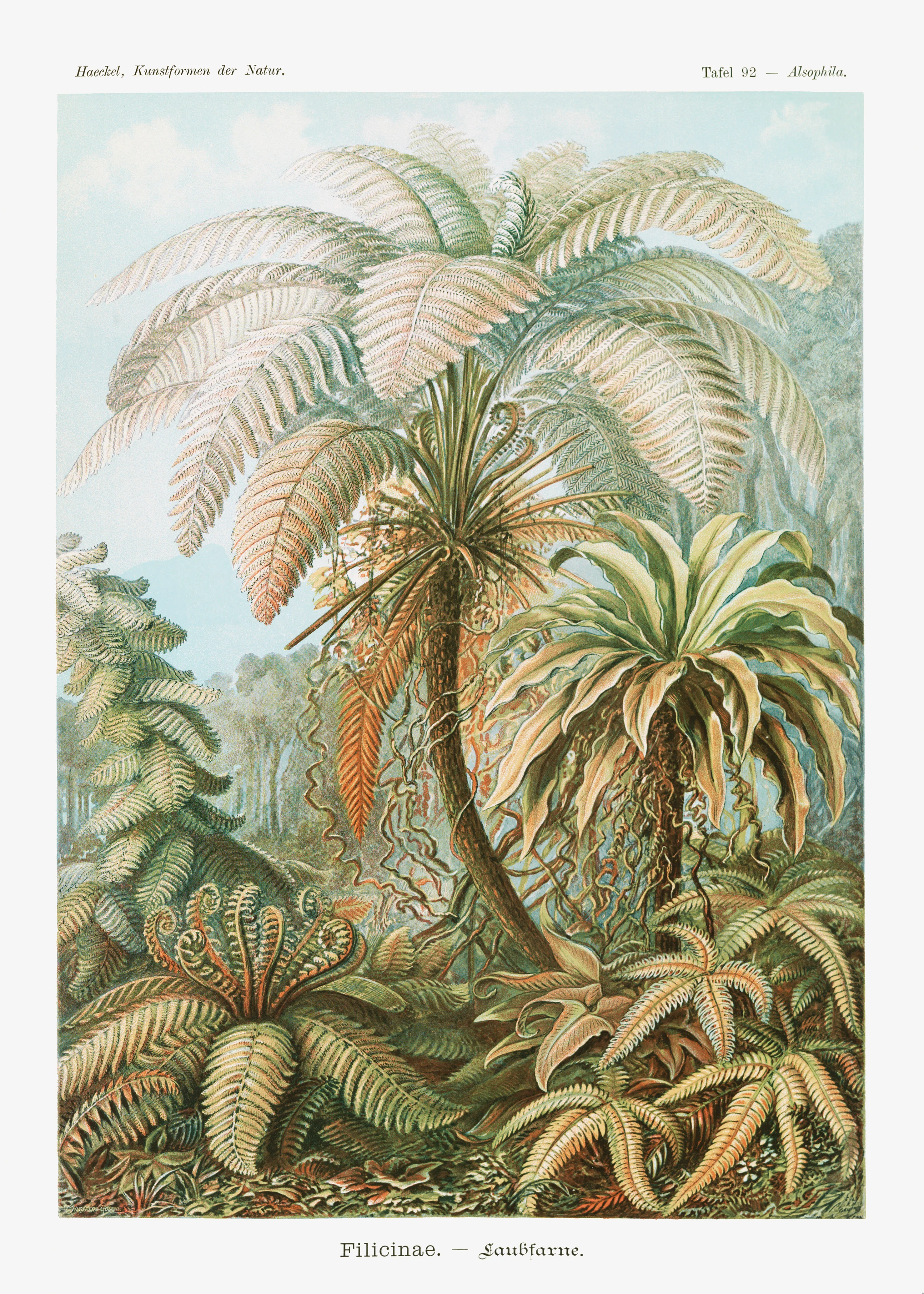 Filicinae–Laubfarne from Kunstformen der Natur (1904) by Ernst Haeckel