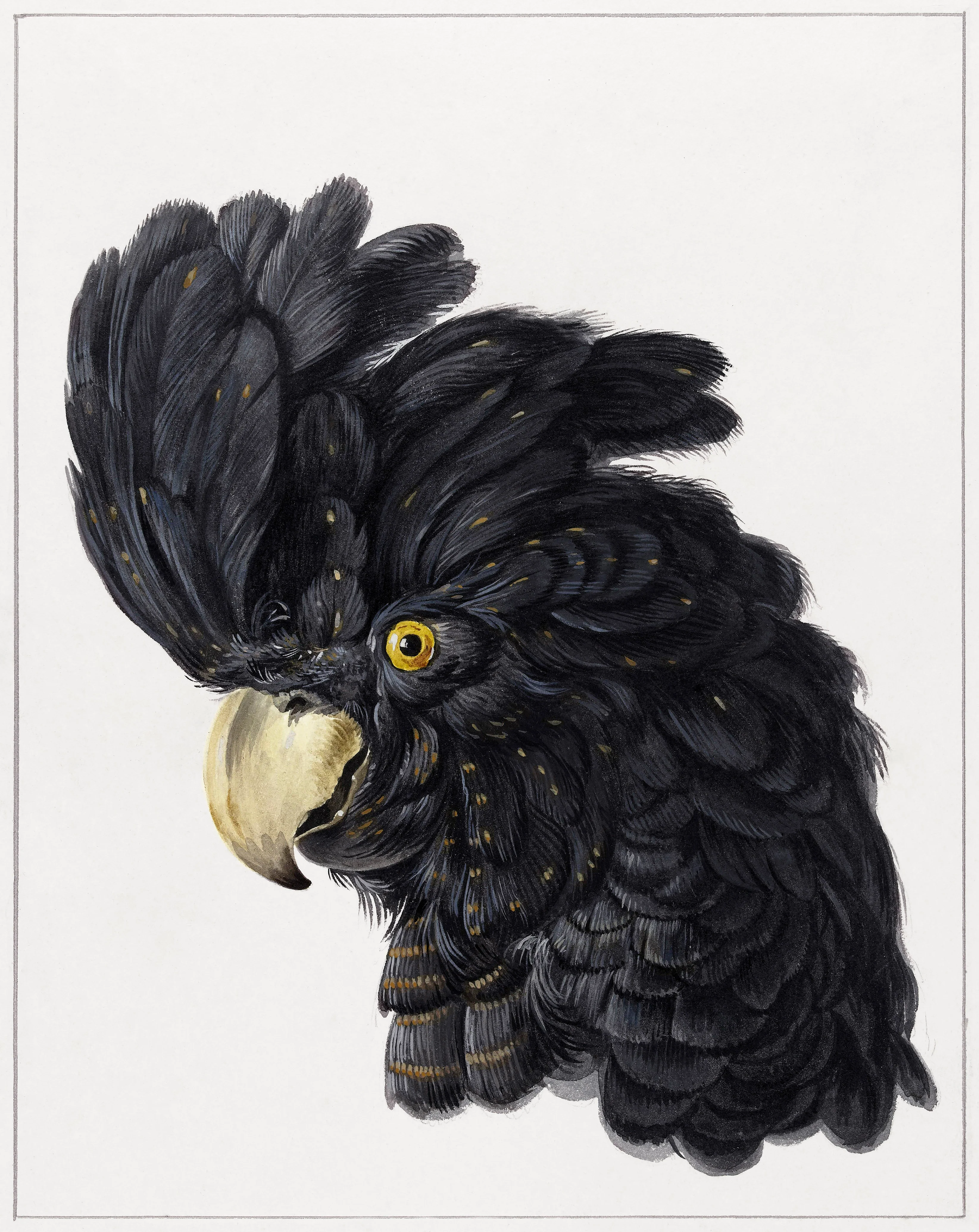 Head of a Cockatoo (1725 - 1792) by Aert Schouman