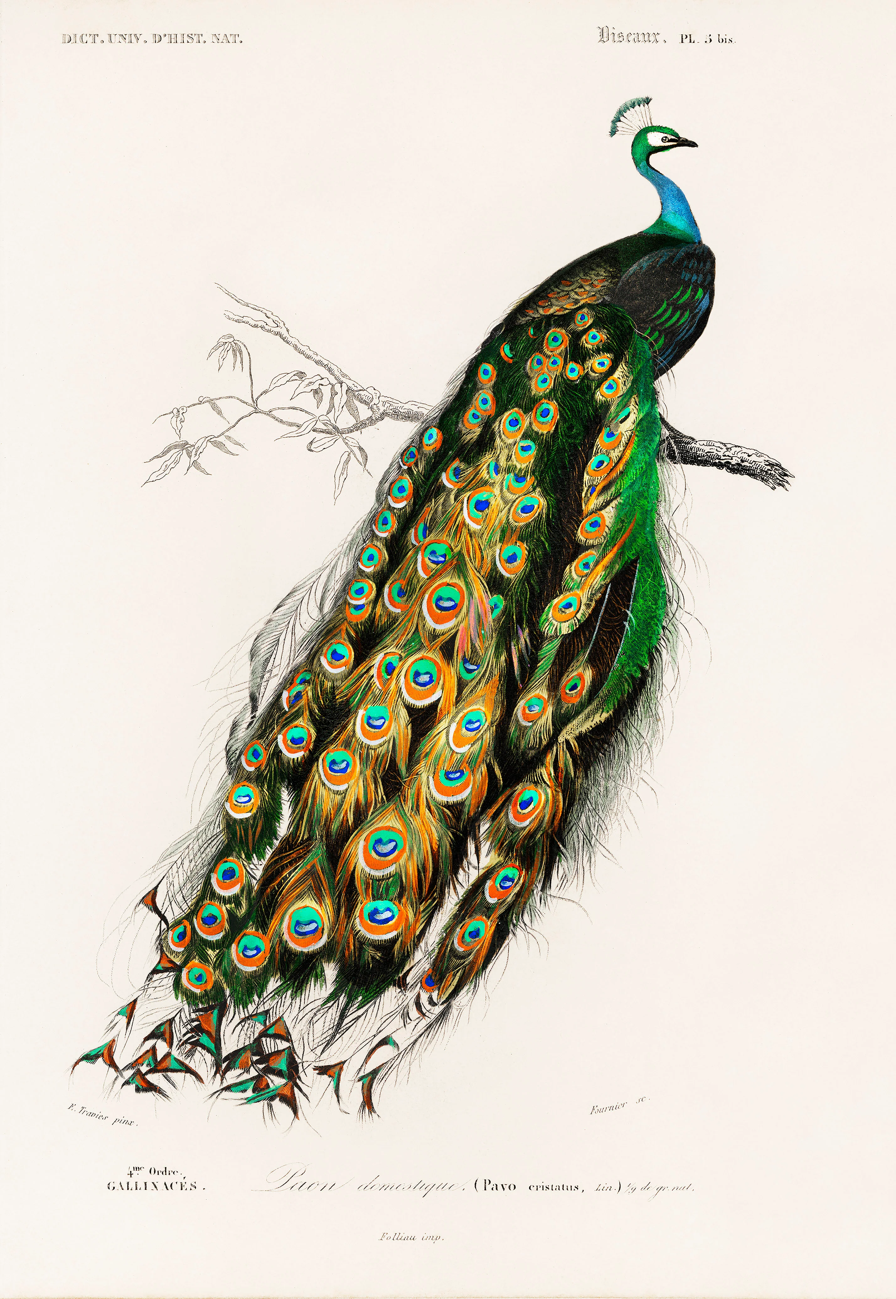 Indian peafowl (Pavo Cristatus) illustrated by Charles Dessalines D' Orbigny (1806-1876)