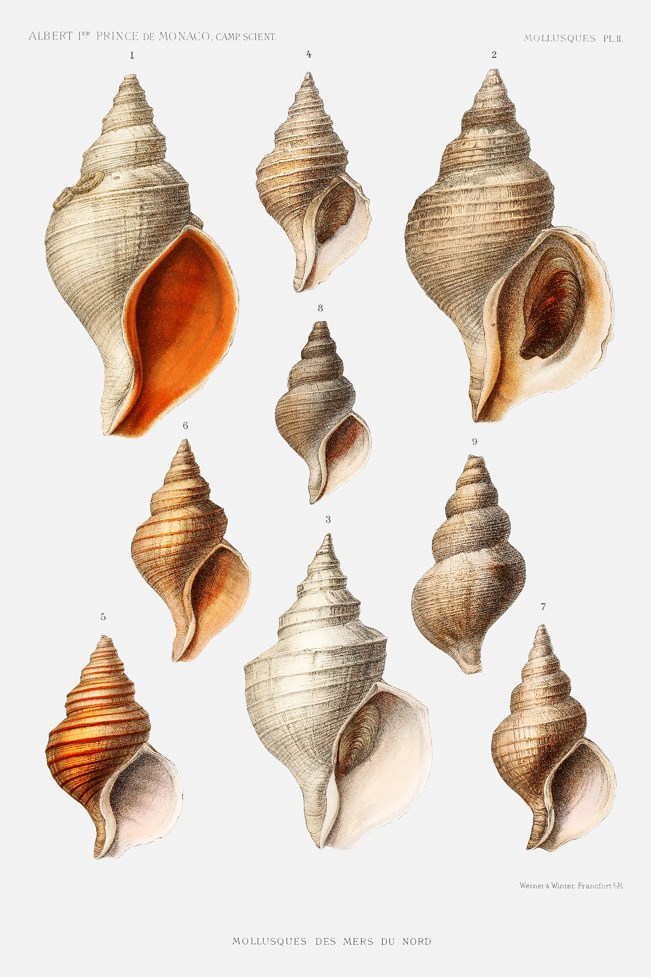 Molluscs of the Northern Seas from Résultats des Campagnes Scientifiques by Albert I, Prince of Monaco (1848–1922). Original from Biodiversity Heritage Library