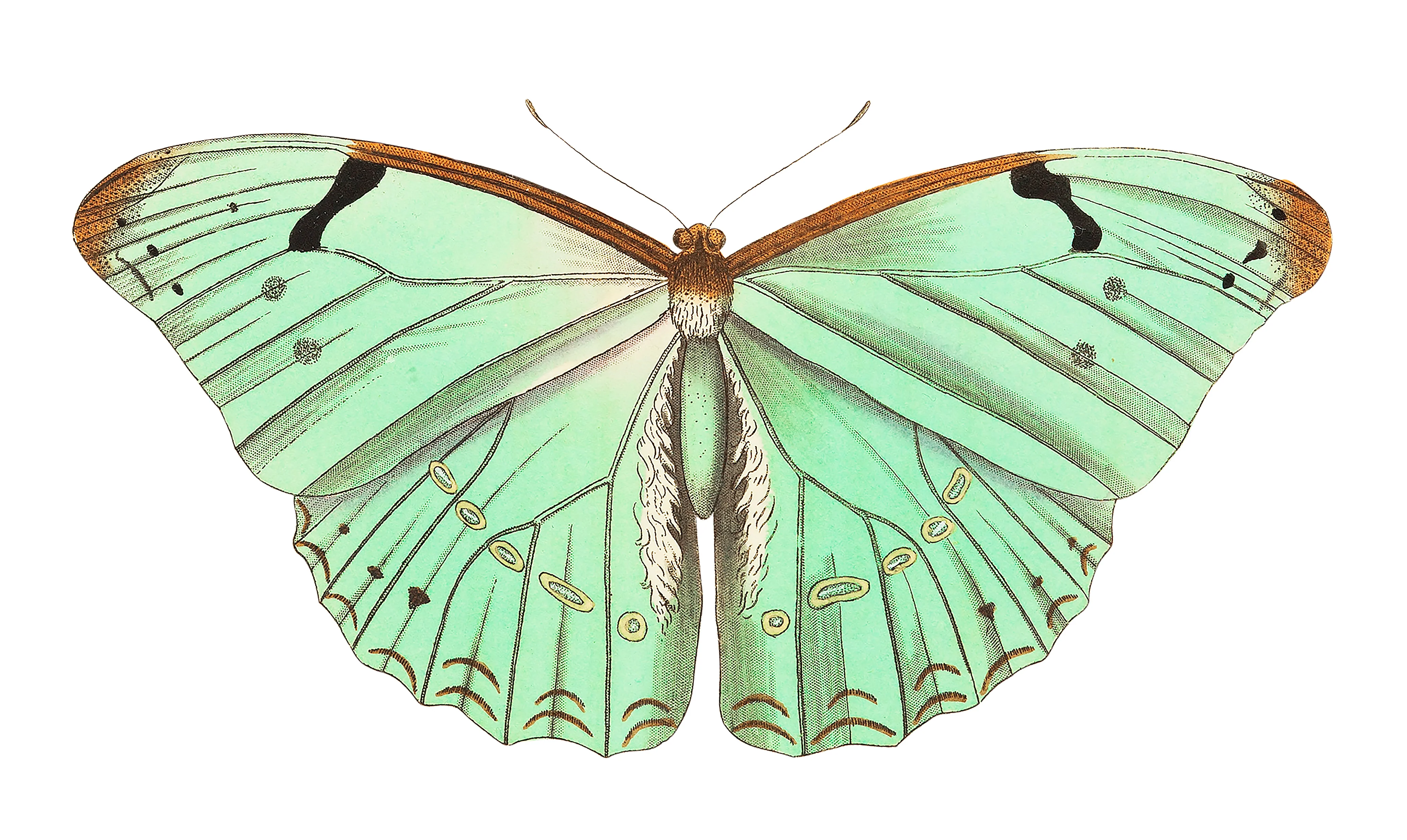 Papilio laertes or Laertes butterfly illustration from The Naturalist's Miscellany (1789-1813) by George Shaw (1751-1813)