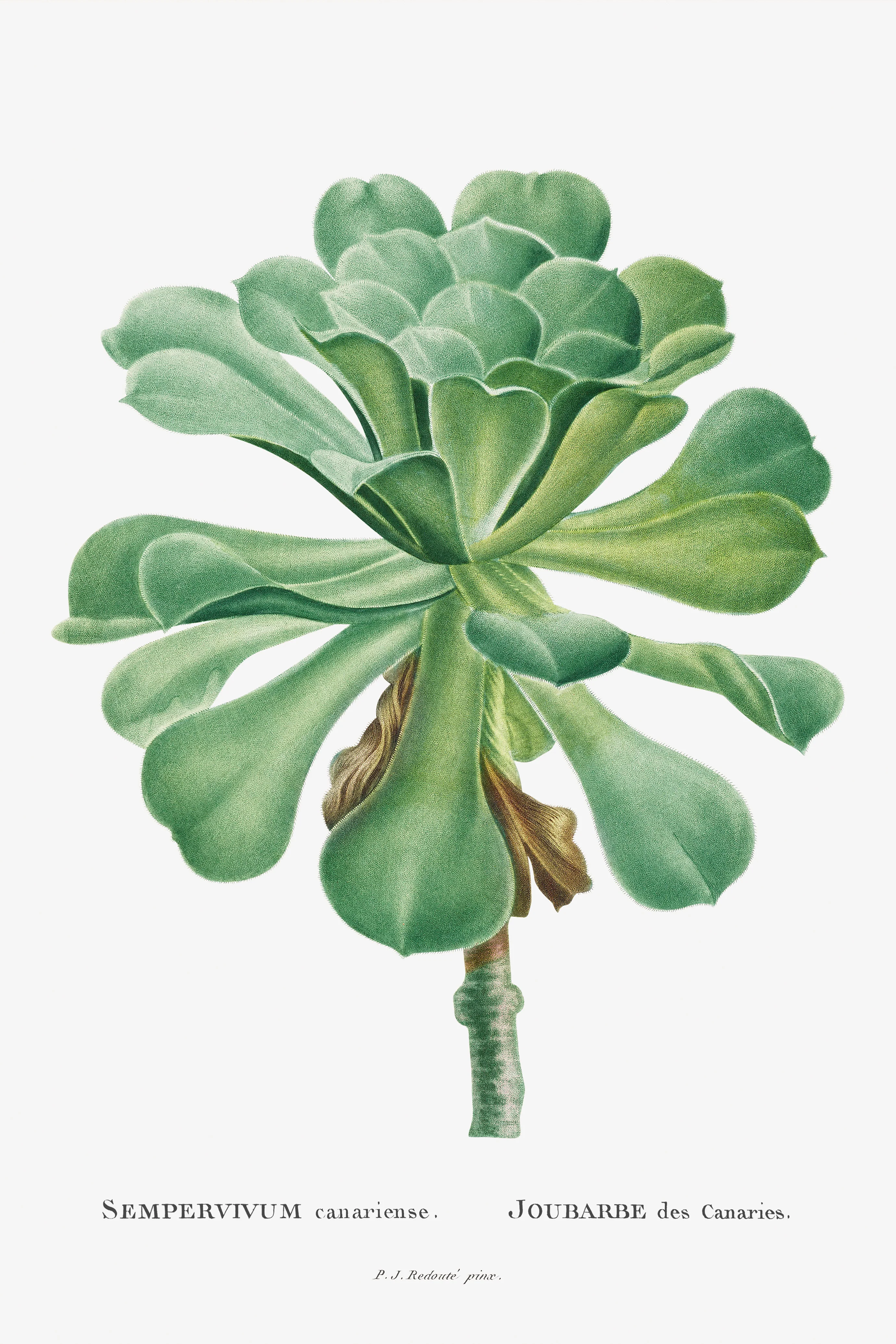 Sempervivum Canariense Image from Histoire des Plantes Grasses (1799) by Pierre-Joseph Redouté