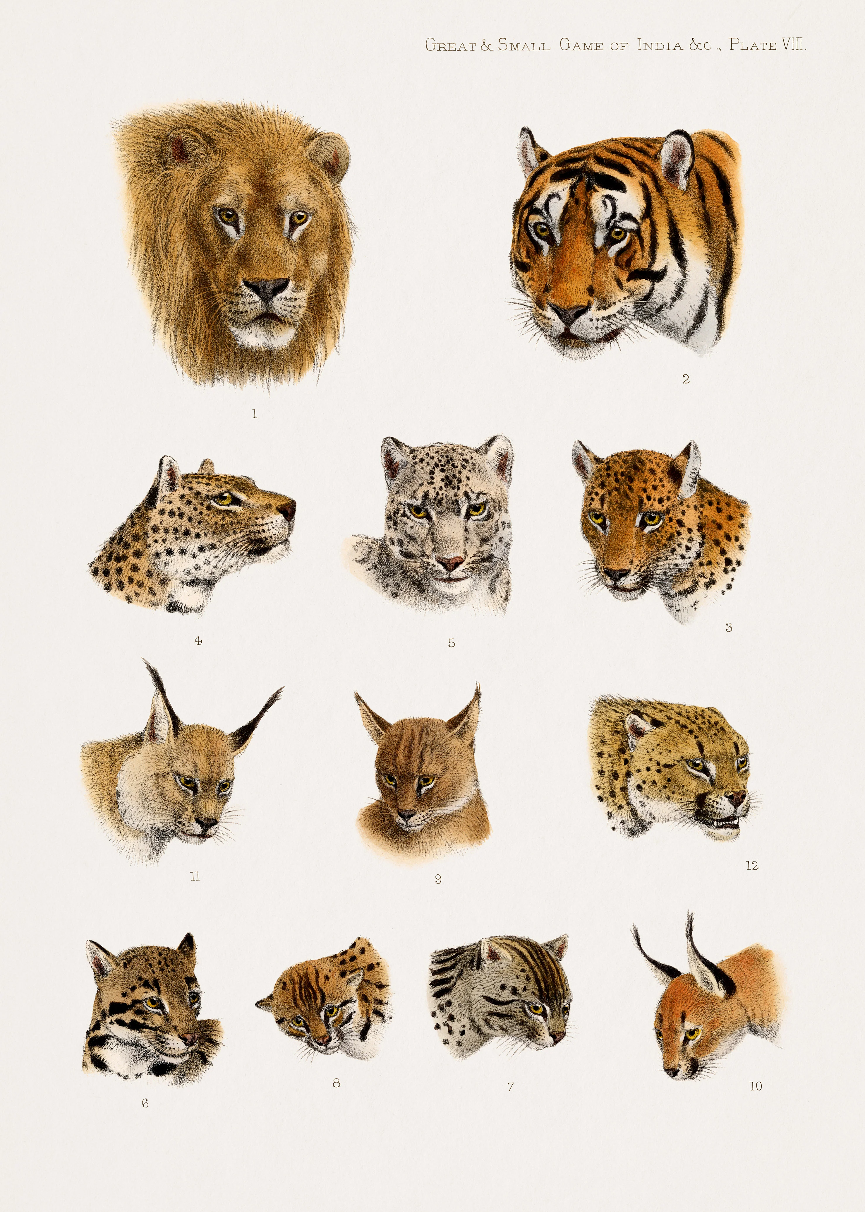 Wild animal, safari lithograph of The Great and Small Game of India, Burma, & Tibet by Richard Lydekker